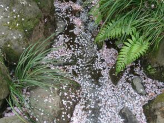 小さな花筏_高幡不動尊 金剛寺