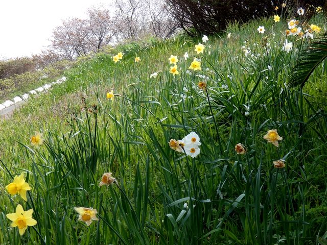 白と黄色のラッパスイセン_風の見える丘公園