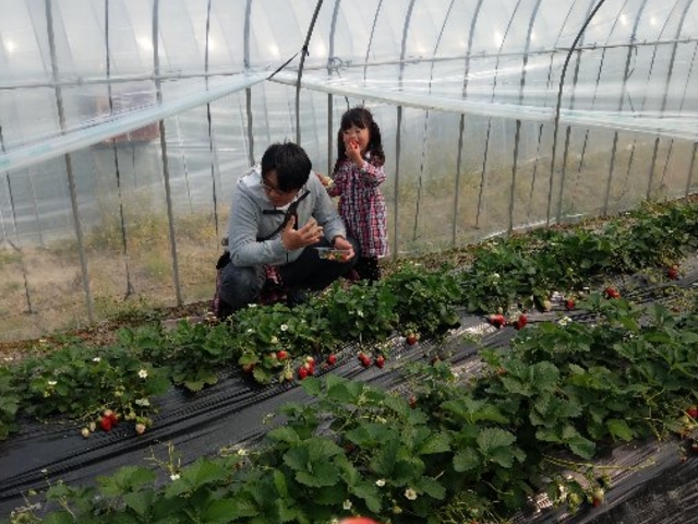 ハウスの中_横田農園