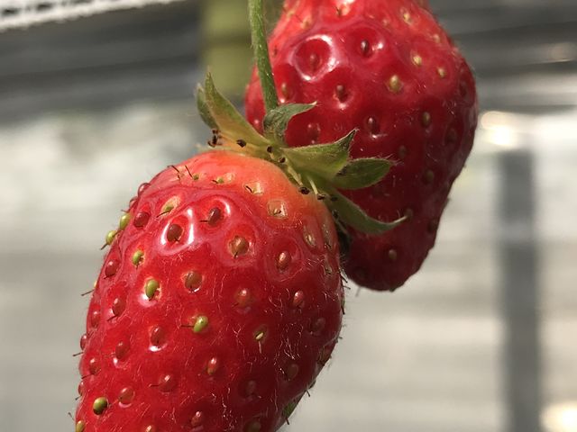 朝イチは真っ赤ないちごがたくさん_アクトいちごファーム