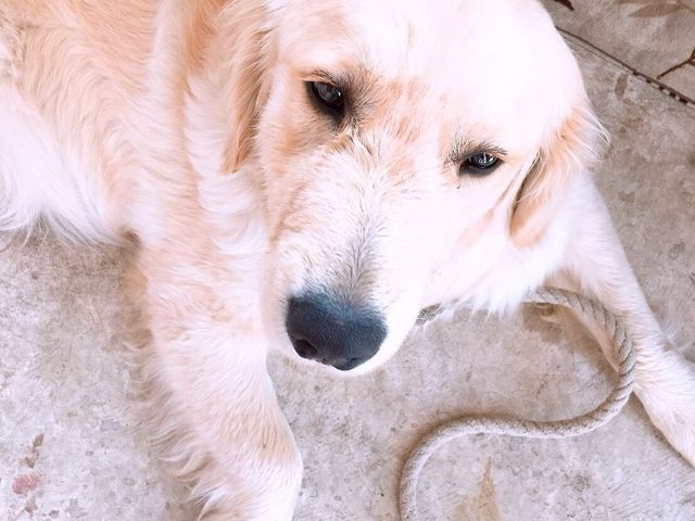 でんじろう君_スウィートメッセージヤマロク