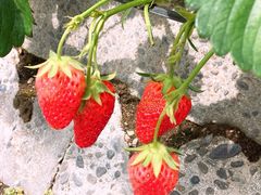 yokoさんのスウィートメッセージヤマロクへの投稿写真3