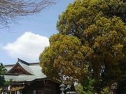 ひろさんの風治八幡宮の投稿写真1