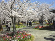 やまさんさんのさくら広場の投稿写真1