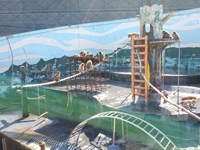 猿のアスレチック場所_函館市熱帯植物園