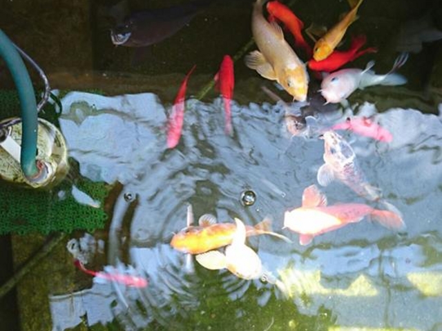 熱帯植物園内の池の鯉_函館市熱帯植物園
