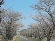 サビ猫さんの木曽川堤の桜の投稿写真1