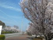 サビ猫さんの木曽川堤の桜の投稿写真2