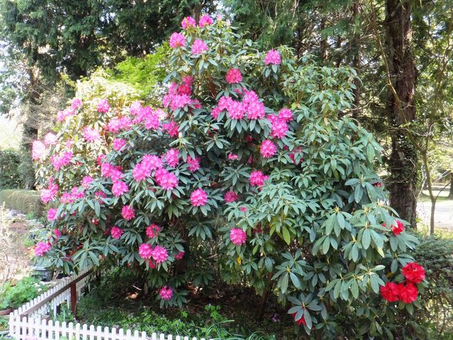 店の横にあるシャクナゲが満開でした。_アゼリア