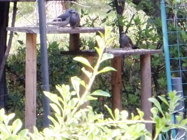 小鳥がエサ台に集まってきていました。_アゼリア
