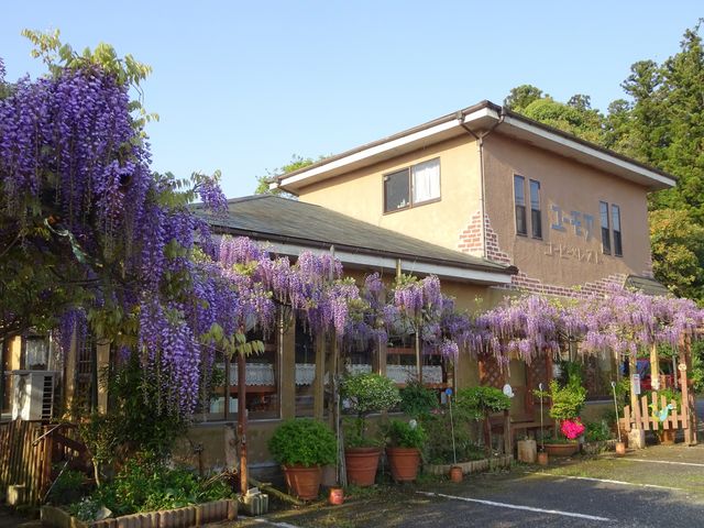 ユーモアと言えばこの立派な藤です。_コーヒー&レストユーモア