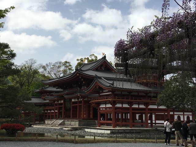 鳳凰堂とふじ_平等院のふじ