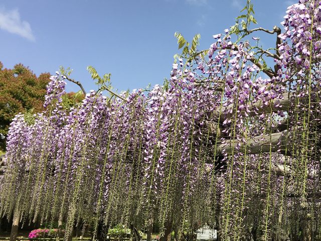 砂ずりの藤_平等院のふじ