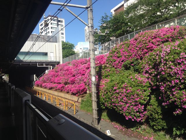 線路脇を埋めるツツジの花_JR駒込駅