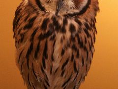 ねこまるさんのふくろう+は虫類とふれあえるカフェ カントリーオウルぷらすへの投稿写真1