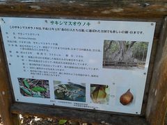 サキシマスオウノキの写真1