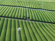 寅吉さんの牧之原台地の投稿写真7