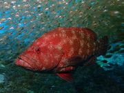 まこっちゃんさんのMAKO DIVEの投稿写真1