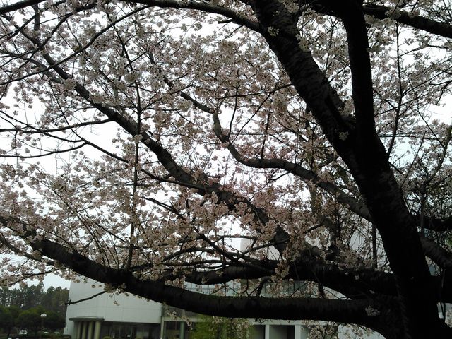 桜がキレイでした_地図と測量の科学館