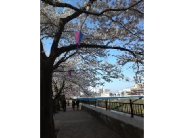 柏尾川の桜並木_柏尾川堤の桜