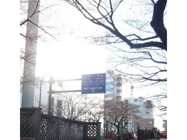 桜_播磨坂さくら並木のサクラ