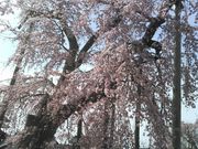 junさんの唯信寺の投稿写真1