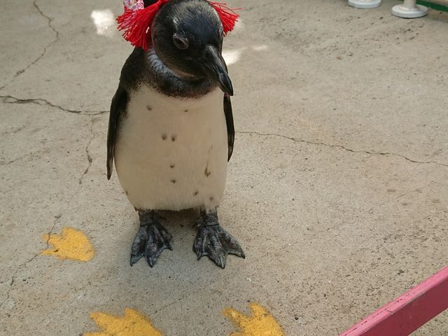ペンギンのお散歩_東北サファリパーク