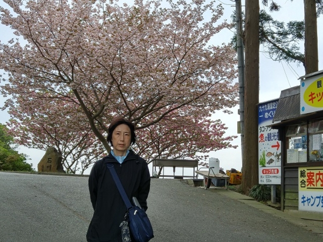 遊覧船案内所前の満開の八重桜_九十九湾海中公園