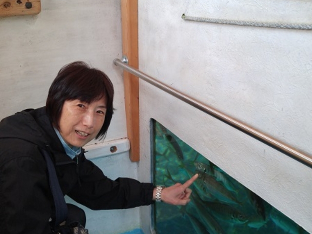 遊覧途中に立ち寄るミニ水族館のアジの生簀_九十九湾海中公園