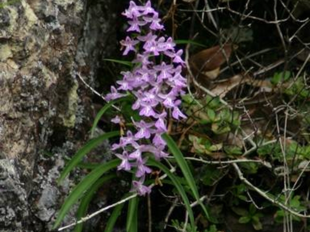 JOEさんのクロカミランの投稿写真1