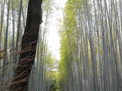 ちゃわんさんの竹林の道への投稿写真1