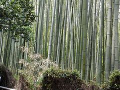 ともやんさんの竹林の道への投稿写真1