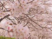 井のママさんの久世トンネル桜の投稿写真1
