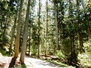 w-masaさんの粥川の森遊歩道の投稿写真1