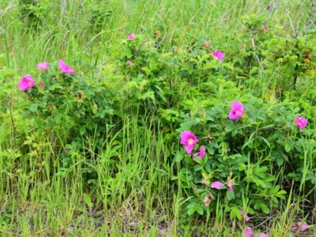 ハマナスの花です。_晩成海岸原生花園
