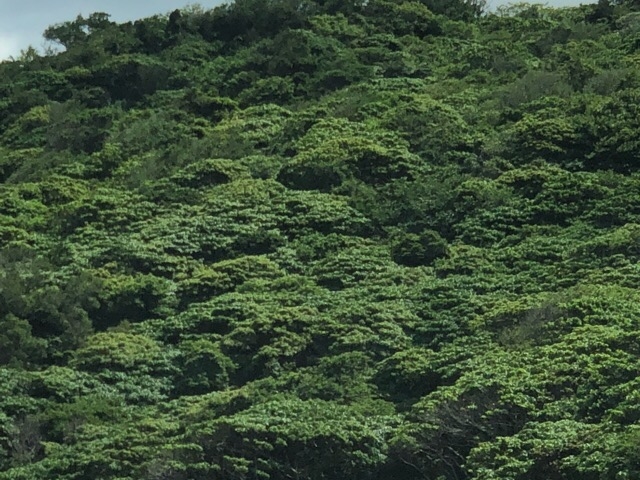 近くの山_金見展望台