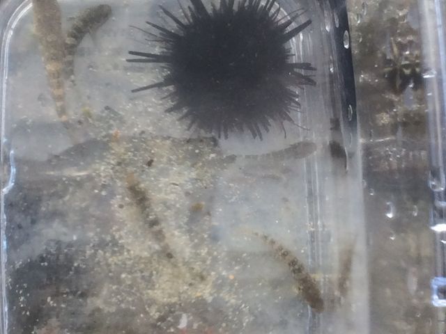 磯遊びで小魚の他にカニやヤドカリ、ウニなどを見つけました。リリースして帰りました。_興津海水浴場