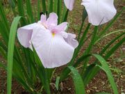 きょうさんの市民の森森林公園の投稿写真1