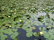 きょうさんの市民の森森林公園の投稿写真2