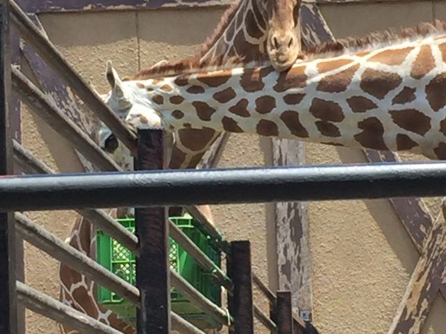 ハートの模様が…
見つけられて、ちょっとハッピー!_ヒノトントンZOO(羽村市動物公園)