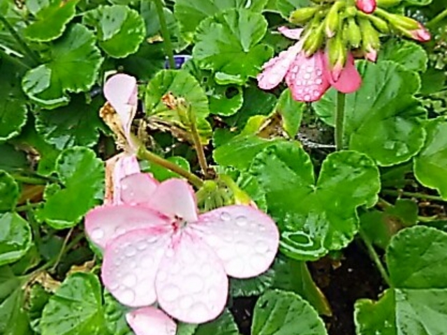 scottさんの稚児舞台公園の投稿写真1