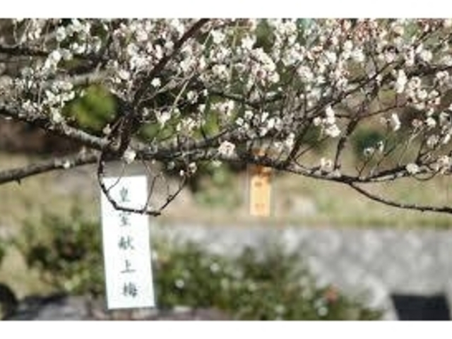 梅園_熱海梅園の梅