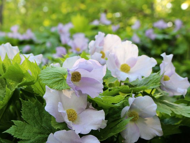 シラネアオイ_北海道大学植物園