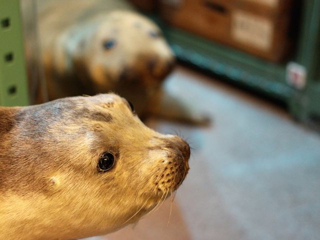 至る所にはく製があり、ドキっとします(笑)_北海道博物館