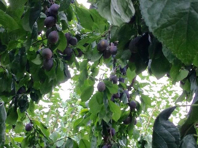 プルーン_ニトリ観光果樹園
