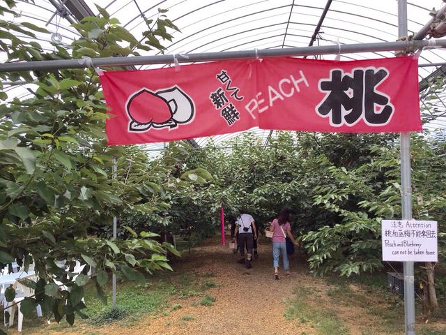 桃コーナー_ニトリ観光果樹園