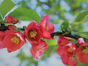 れこさんの北海道大学植物園の投稿写真3