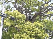 はこねあたみさんの須賀神社のクスの投稿写真1