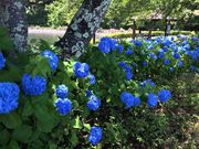 とくにないさんの梓川ふるさと公園マレットゴルフ場の投稿写真1