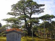 まこさんの根上りの松(兼六園)の投稿写真1